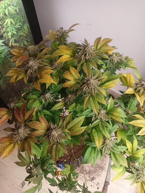 Run N 3 Gorilla Glue#4. Week 9