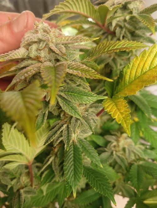 Run N 3 Gorilla Glue#4. Week 9