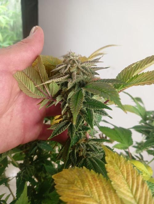 Run N 3 Gorilla Glue#4. Week 9