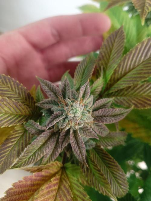 Run N 3 Gorilla Glue#4. Week 9