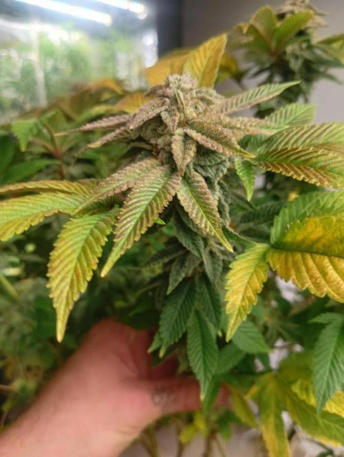 Run N 3 Gorilla Glue#4. Week 9