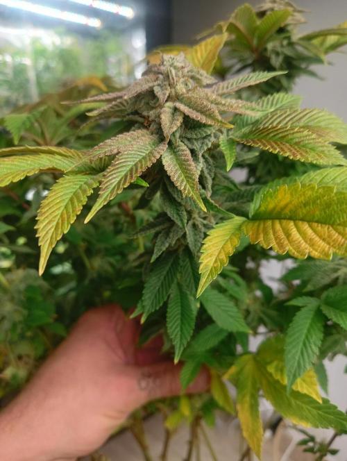 Run N 3 Gorilla Glue#4. Week 9