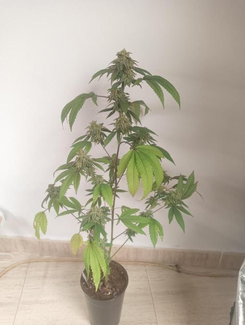 My First SOG. Multi Strain Run 1. Week 8 - Oreoz