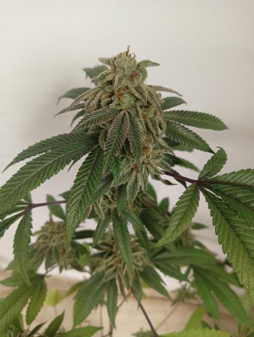 My First SOG. Multi Strain Run 1. Week 8 - Oreoz