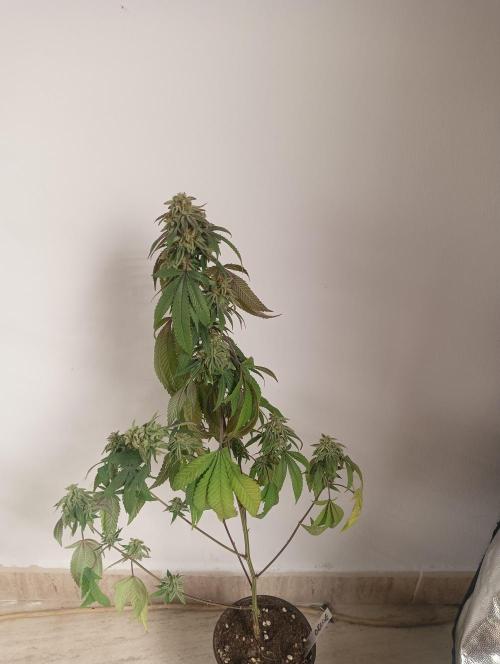 My First SOG. Multi Strain Run 1. Week 8 - Oreoz