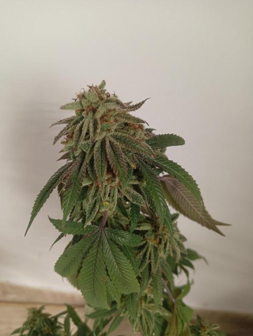 My First SOG. Multi Strain Run 1. Week 8 - Oreoz