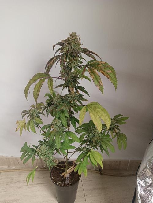 My First SOG. Multi Strain Run 1. Week 8 - Oreoz