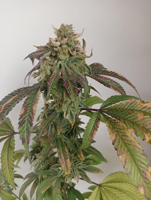 My First SOG. Multi Strain Run 1. Week 8 - Oreoz