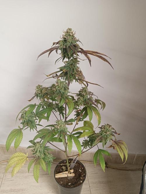 My First SOG. Multi Strain Run 1. Week 8 - Oreoz