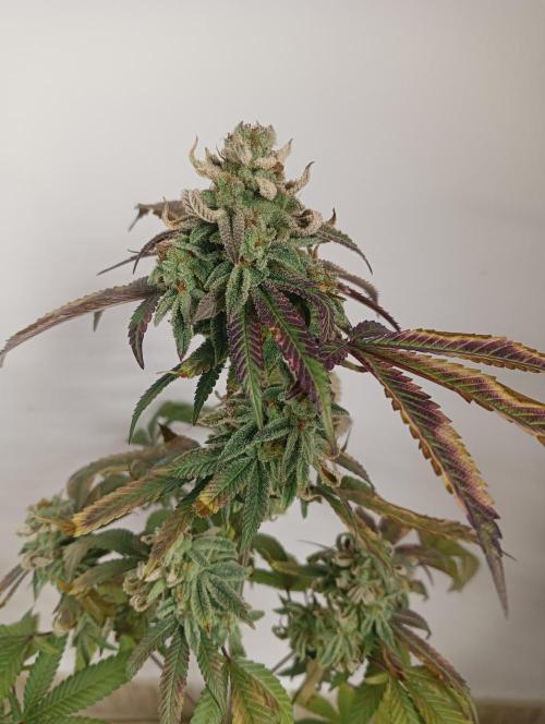 My First SOG. Multi Strain Run 1. Week 8 - Oreoz