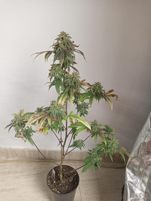 My First SOG. Multi Strain Run 1. Week 8 - Oreoz
