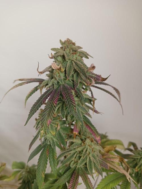 My First SOG. Multi Strain Run 1. Week 8 - Oreoz