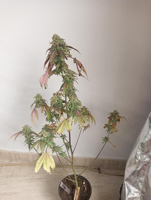 My First SOG. Multi Strain Run 1. Week 8 - Oreoz