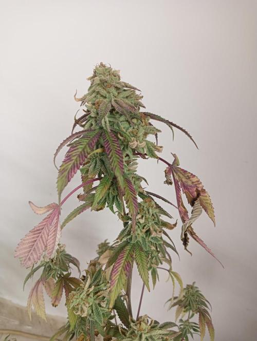My First SOG. Multi Strain Run 1. Week 8 - Oreoz