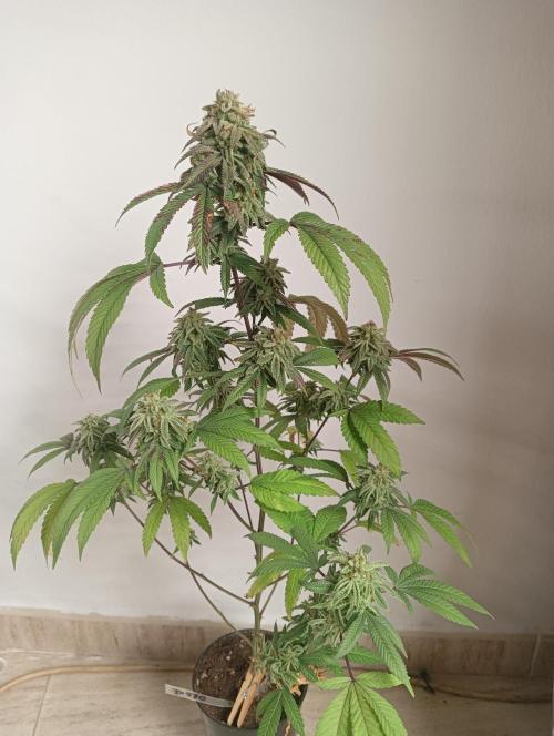 My First SOG. Multi Strain Run 1. Week 8 - Oreoz