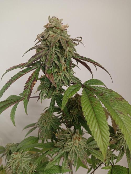 My First SOG. Multi Strain Run 1. Week 8 - Oreoz