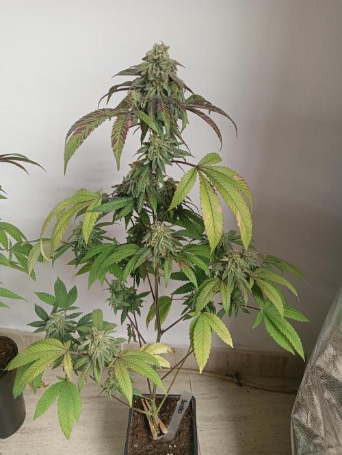 My First SOG. Multi Strain Run 1. Week 8 - Oreoz
