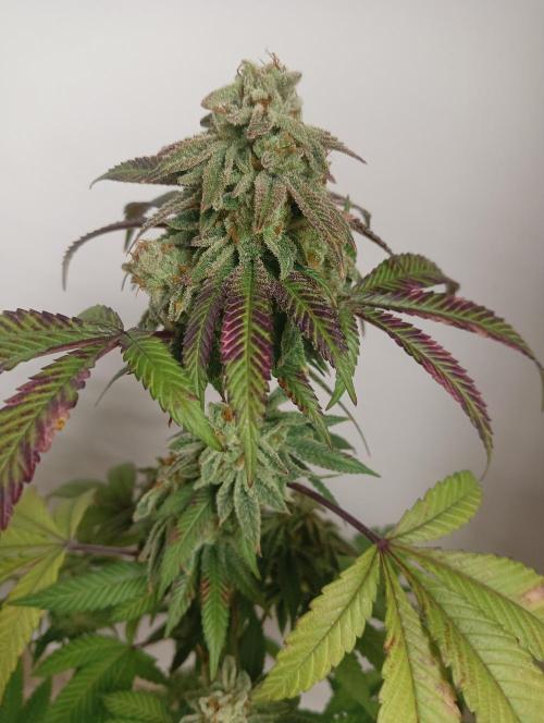 My First SOG. Multi Strain Run 1. Week 8 - Oreoz