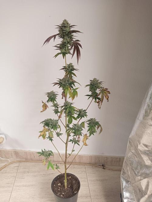 My First SOG. Multi Strain Run 1. Week 8 - Fruit Gum