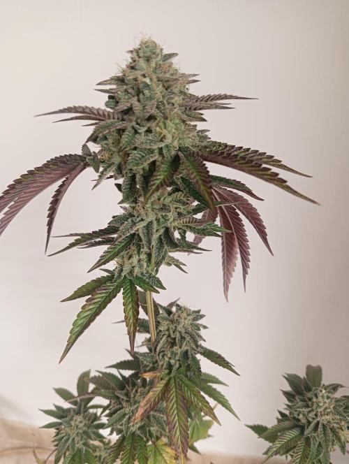 My First SOG. Multi Strain Run 1. Week 8 - Fruit Gum