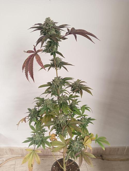 My First SOG. Multi Strain Run 1. Week 8 - Fruit Gum