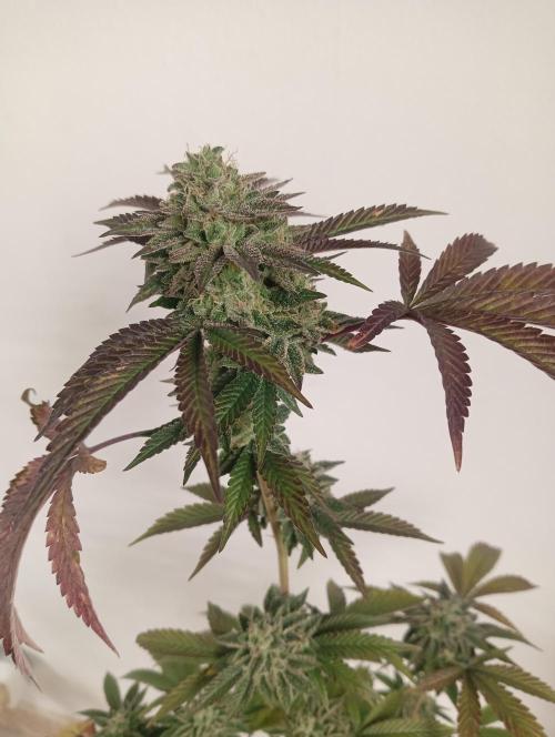 My First SOG. Multi Strain Run 1. Week 8 - Fruit Gum