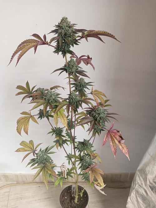 My First SOG. Multi Strain Run 1. Week 8 - Fruit Gum