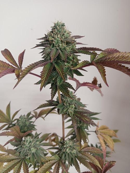 My First SOG. Multi Strain Run 1. Week 8 - Fruit Gum