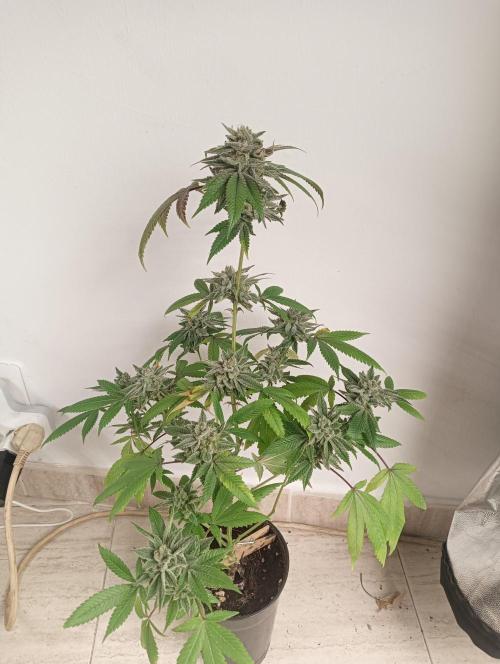 My First SOG. Multi Strain Run 1. Week 8 - Coffee Creamer x 50 Dragons