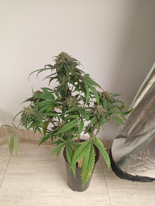 My First SOG. Multi Strain Run 1. Week 8 - Zombie Kush