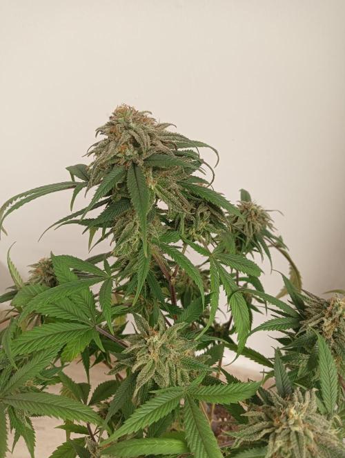 My First SOG. Multi Strain Run 1. Week 8 - Zombie Kush
