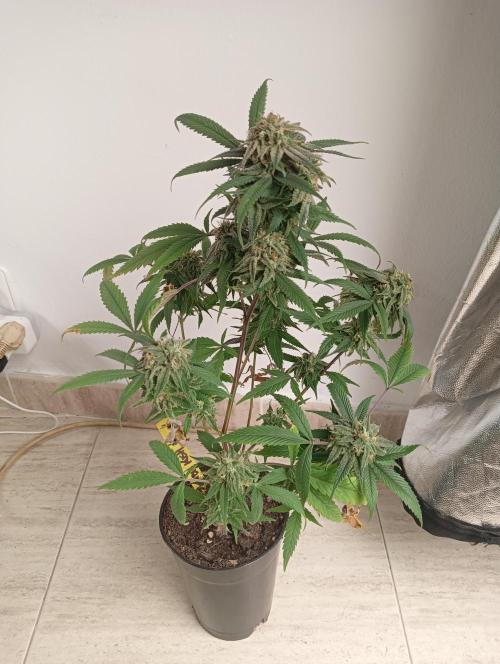 My First SOG. Multi Strain Run 1. Week 8 - Zombie Kush