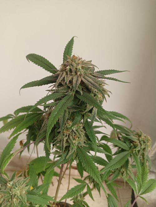 My First SOG. Multi Strain Run 1. Week 8 - Zombie Kush