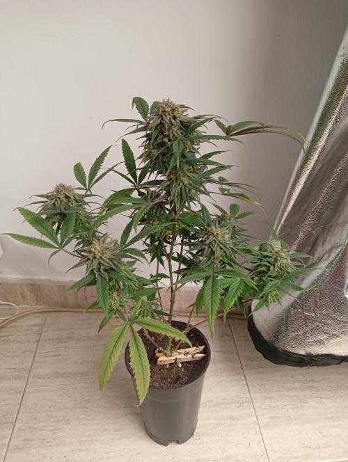 My First SOG. Multi Strain Run 1. Week 8 - Zombie Kush