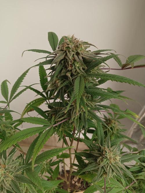 My First SOG. Multi Strain Run 1. Week 8 - Zombie Kush