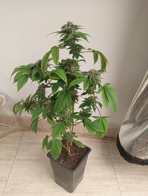 My First SOG. Multi Strain Run 1. Week 8 - GG#4