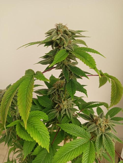 My First SOG. Multi Strain Run 1. Week 8 - GG#4