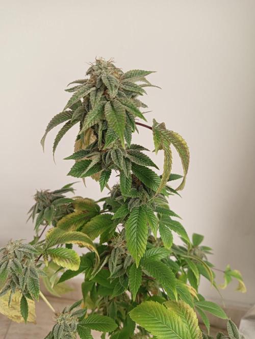 My First SOG. Multi Strain Run 1. Week 8 - GG#4