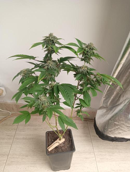 My First SOG. Multi Strain Run 1. Week 8 - GG#4