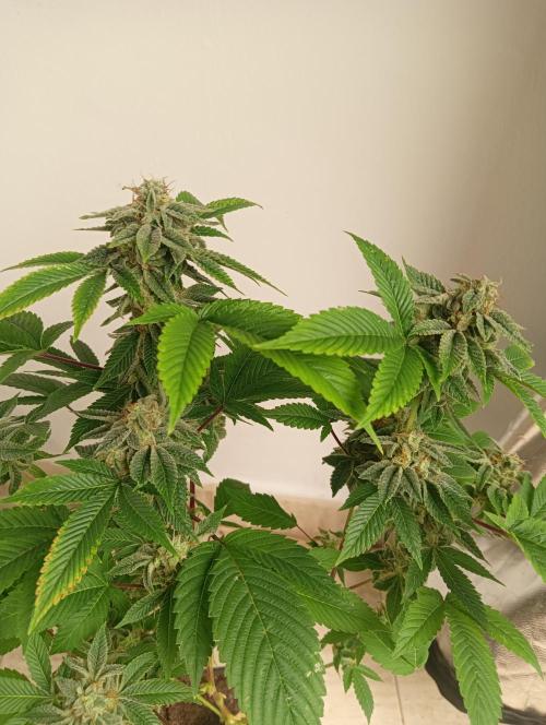 My First SOG. Multi Strain Run 1. Week 8 - GG#4