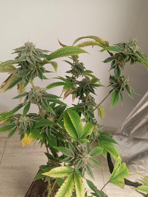 My First SOG. Multi Strain Run 1. Week 8 - GG#4