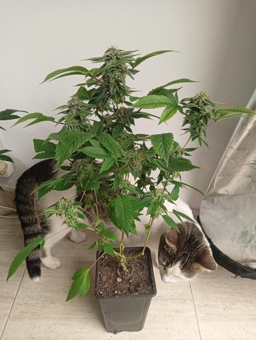 My First SOG. Multi Strain Run 1. Week 8 - GG#4