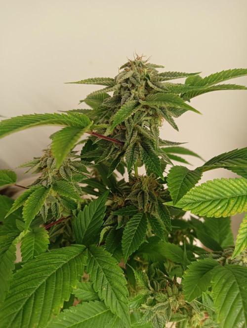 My First SOG. Multi Strain Run 1. Week 8 - GG#4