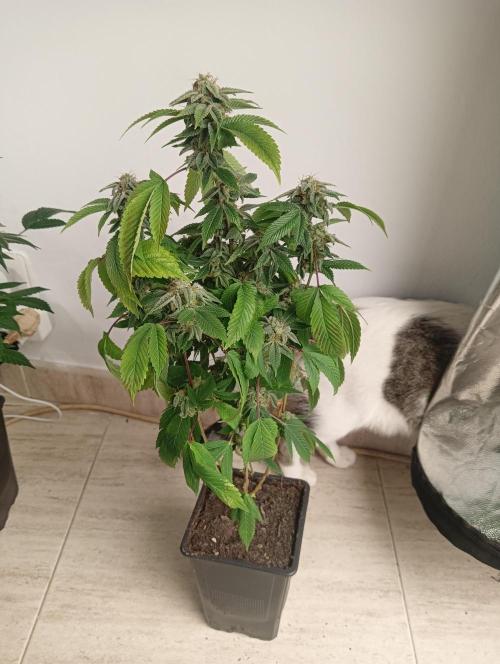 My First SOG. Multi Strain Run 1. Week 8 - GG#4