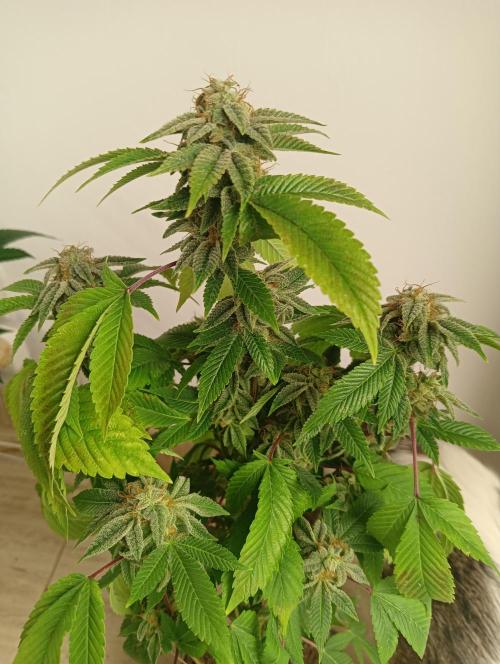 My First SOG. Multi Strain Run 1. Week 8 - GG#4