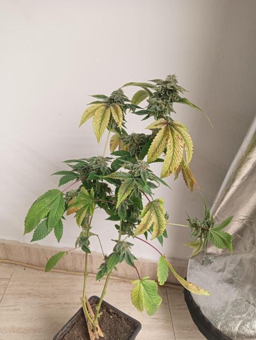 My First SOG. Multi Strain Run 1. Week 8 - GG#4