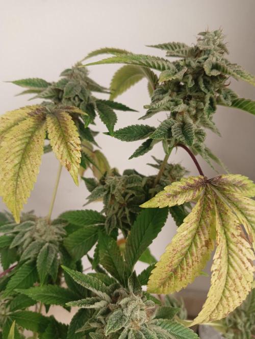 My First SOG. Multi Strain Run 1. Week 8 - GG#4