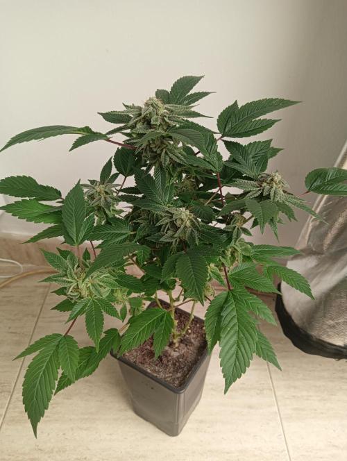 My First SOG. Multi Strain Run 1. Week 8 - GG#4
