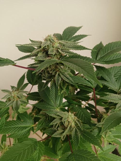 My First SOG. Multi Strain Run 1. Week 8 - GG#4