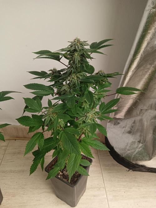 My First SOG. Multi Strain Run 1. Week 8 - GG#4